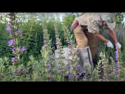 Hyssop (Hyssopus officinalis)