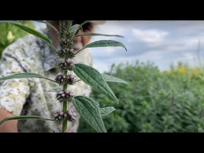 Motherwort (Leonurus cardiaca)