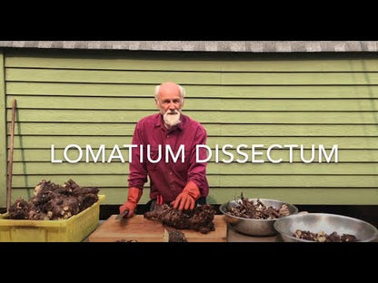 Lomatium (Lomatium dissectum)