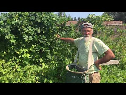 Hops (Humulus lupulus)