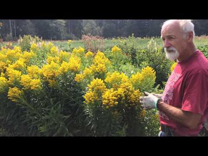 Goldenrod (Solidago canadensis)