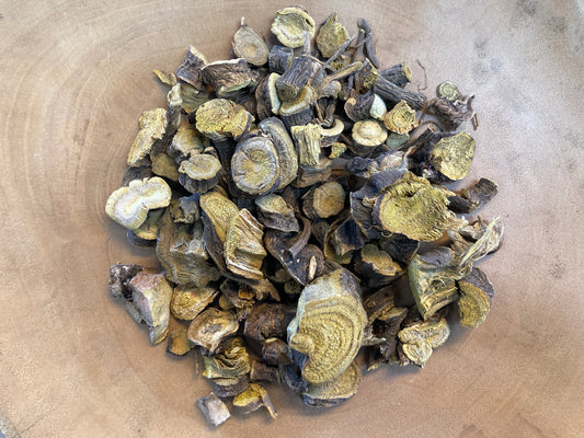 Yellow Dock (Rumex crispus)