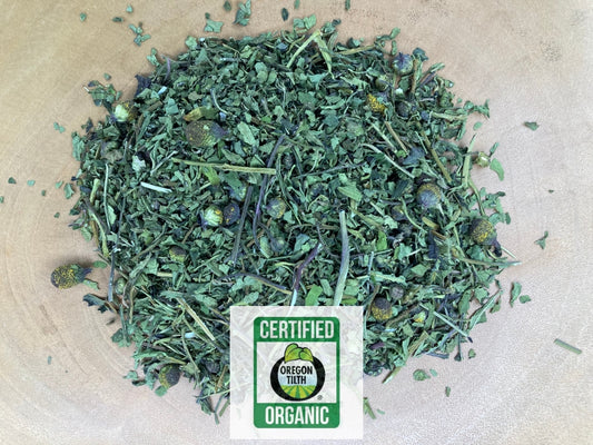 Spilanthes (Spilanthes acmella)