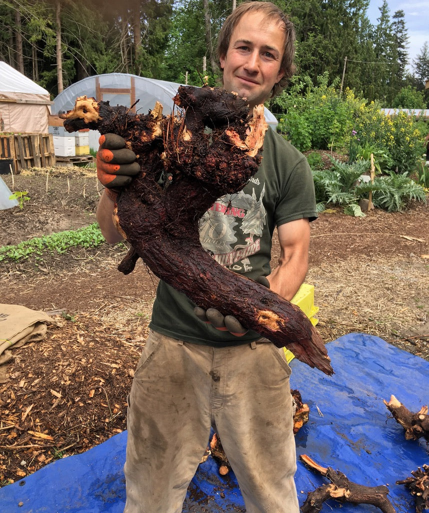 Ashley holding a giant Redroot (Ceanothus velutinus)