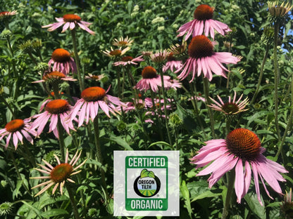 Echinacea (Echinacea purpurea)