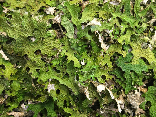 Lungwort (Lobaria pulmonaria)