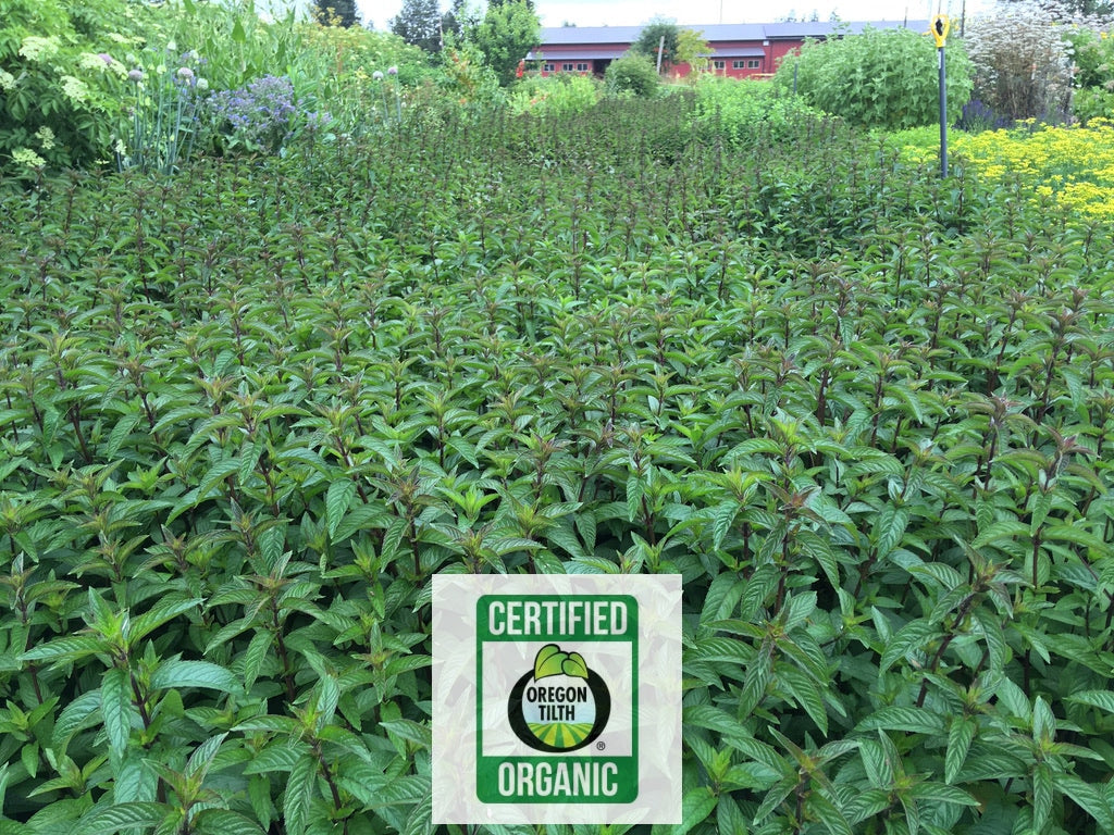 Peppermint (Mentha piperita)
