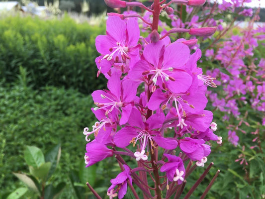 Fireweed (Epilobium angustifolia)