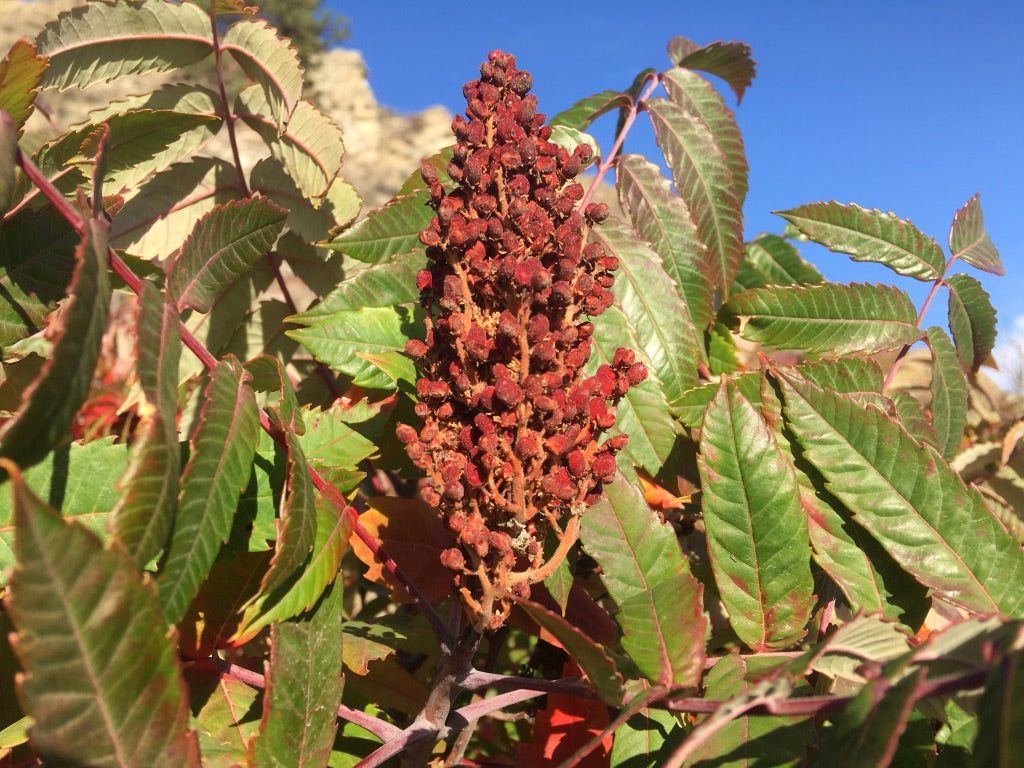 Sumac (Rhus glabra)