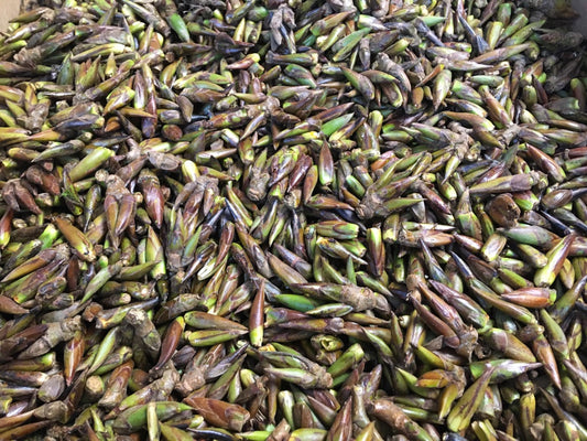 Cottonwood (Populus trichocarpa)