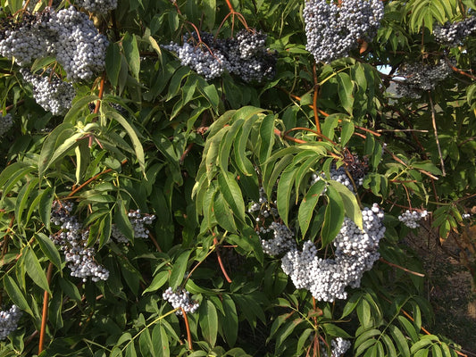 Elderberry, Blue (Sambucus caerulea)