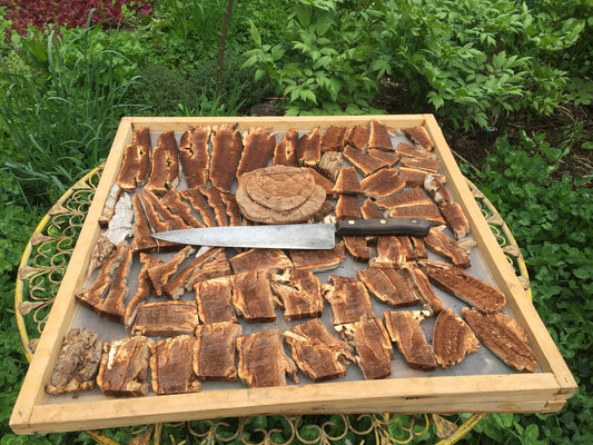 Artist's Conk  (Ganoderma applanatum)