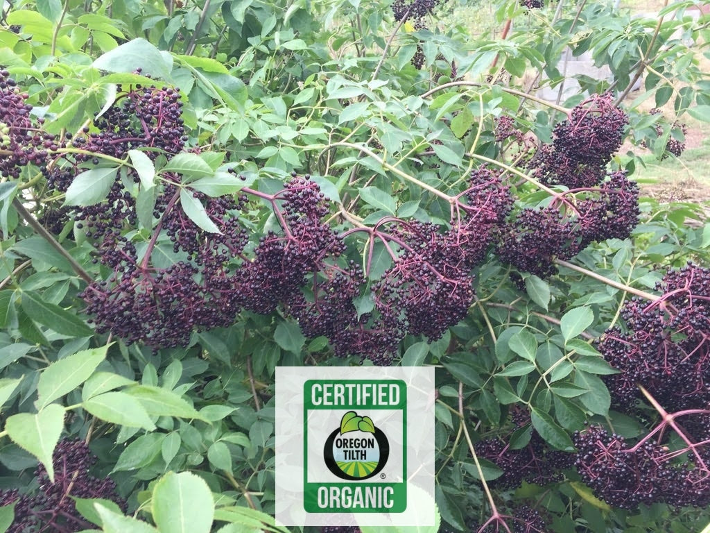 Elderberry, European (Sambucus nigra)