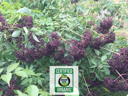 Elderberry, European (Sambucus nigra)