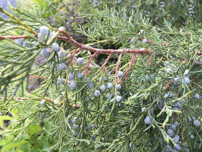 Juniper (Juniperus scopulorum)