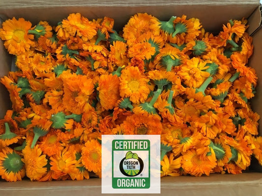 Calendula (Calendula officinalis)