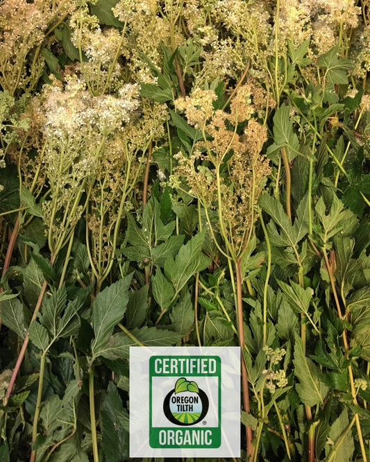 Meadowsweet (Filipendula ulmaria)