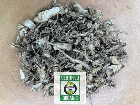 Teasel (Dipsacus fullonum)