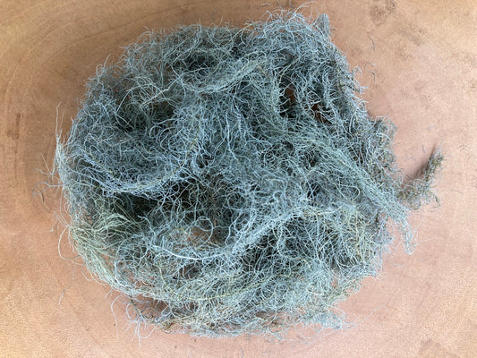 Usnea (Usnea longissima)