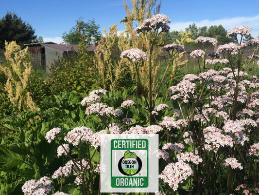 Valerian (Valeriana officinalis)