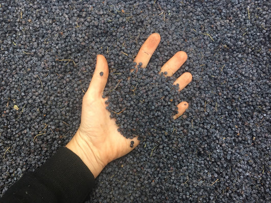 Elderberry, Blue (Sambucus caerulea)