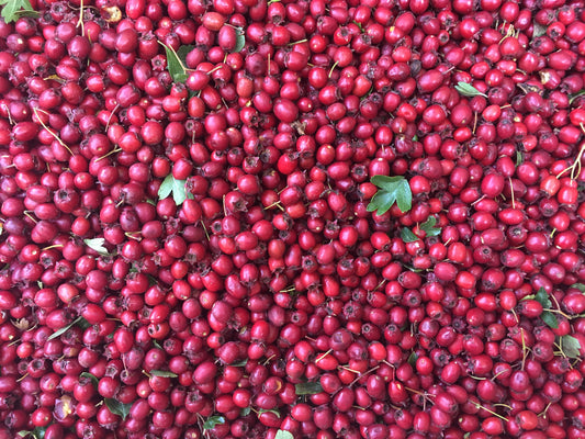 Hawthorn - English (Crataegus monogyna)
