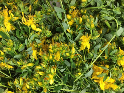 St. John’s Wort (Hypericum perforatum)